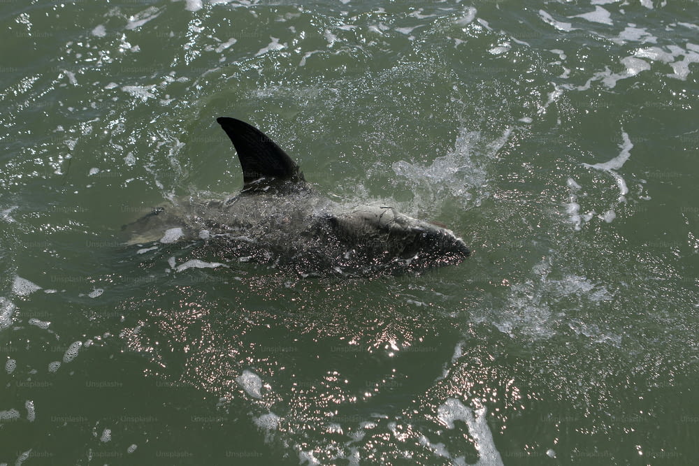 a shark swimming in the water with its mouth open