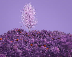 a tree in a field of purple flowers