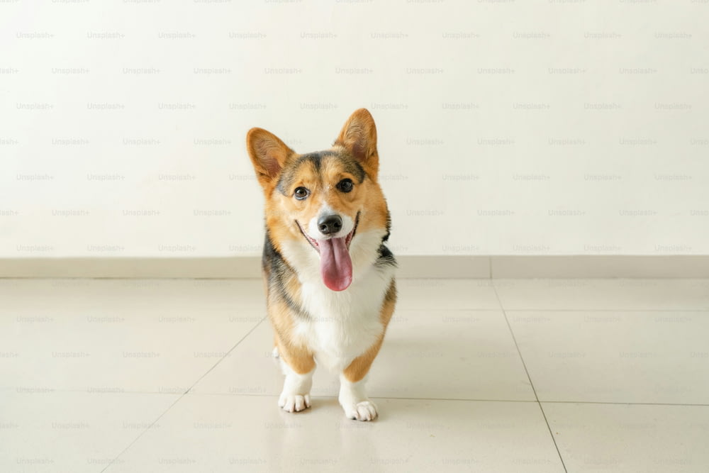 ein Hund, der mit herausgestreckter Zunge auf einem Fliesenboden steht