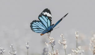 uma borboleta azul sentada em cima de uma flor branca