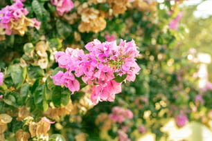 a bunch of pink and yellow flowers in a garden