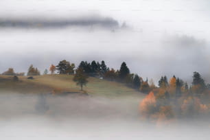 a foggy field with trees and a hill in the background