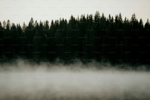 um corpo de água cercado por árvores no nevoeiro