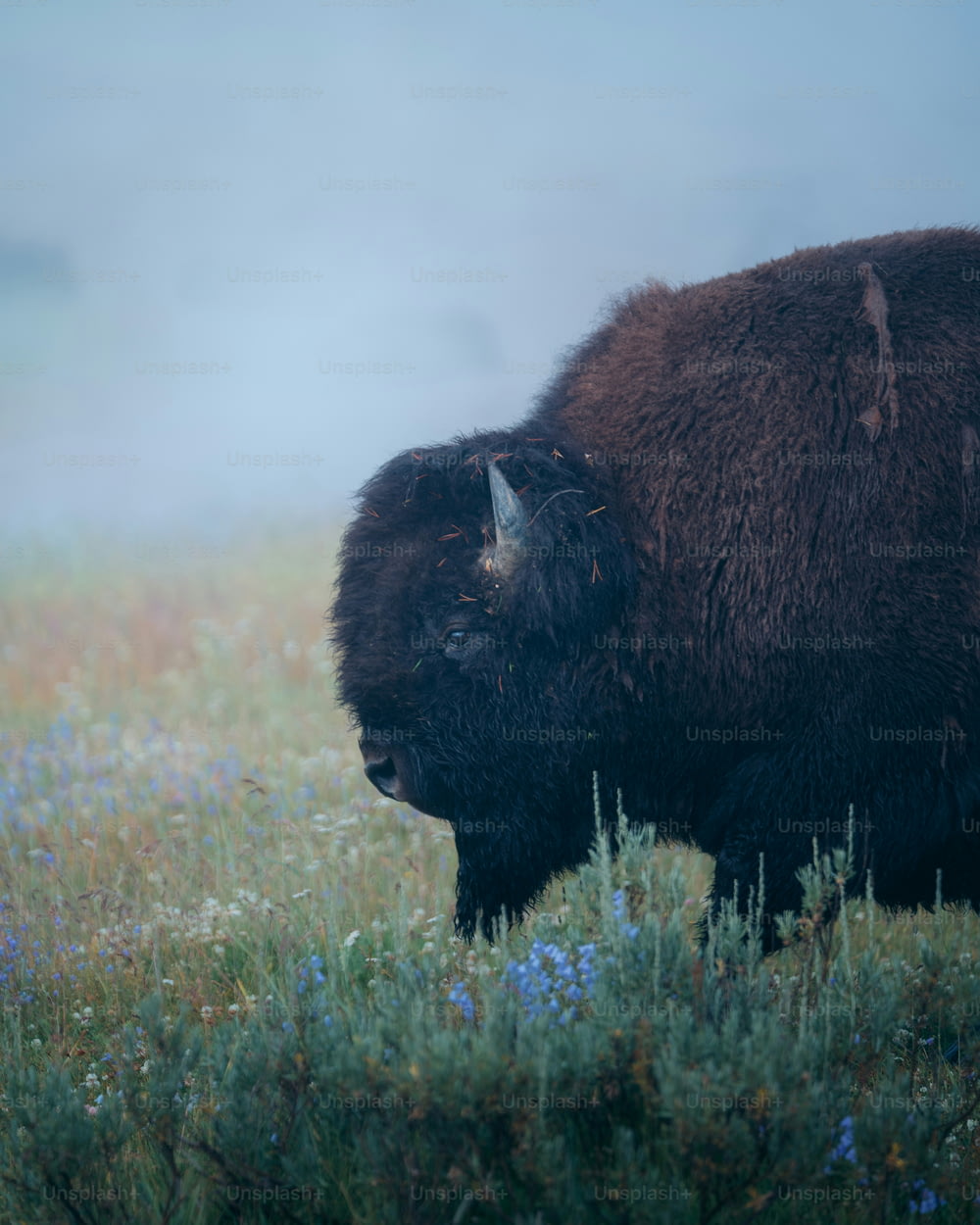 un bisonte parado en un campo de hierba y flores