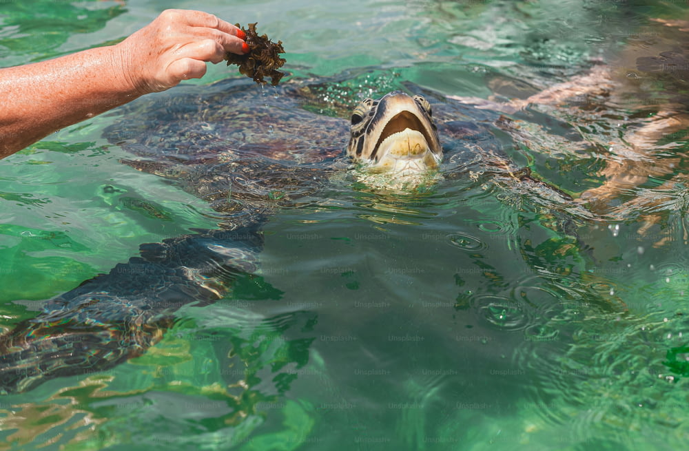 a person feeding a turtle in the water