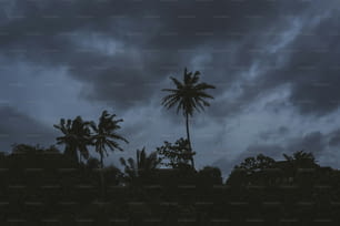 un par de palmeras sentadas bajo un cielo nublado