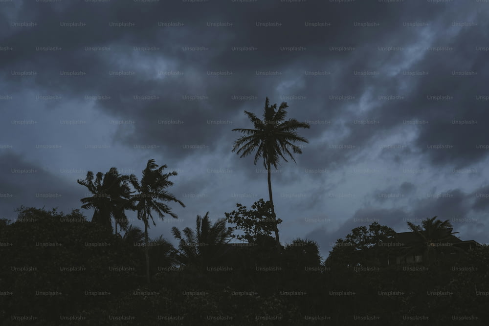 un par de palmeras sentadas bajo un cielo nublado