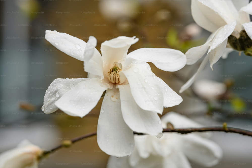un fiore bianco con goccioline d'acqua