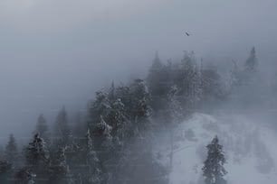 a bird flying over a snow covered forest