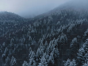 a forest covered in snow with a mountain in the background