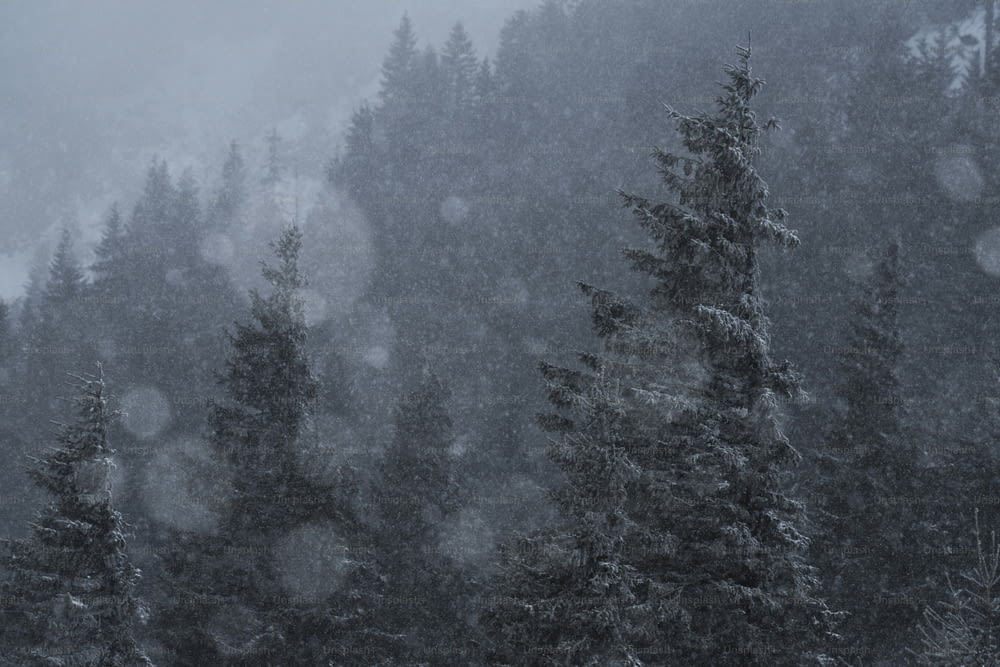une forêt remplie de nombreux arbres recouverts de neige