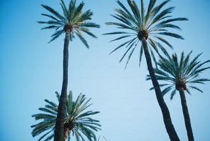 a couple of palm trees that are next to each other