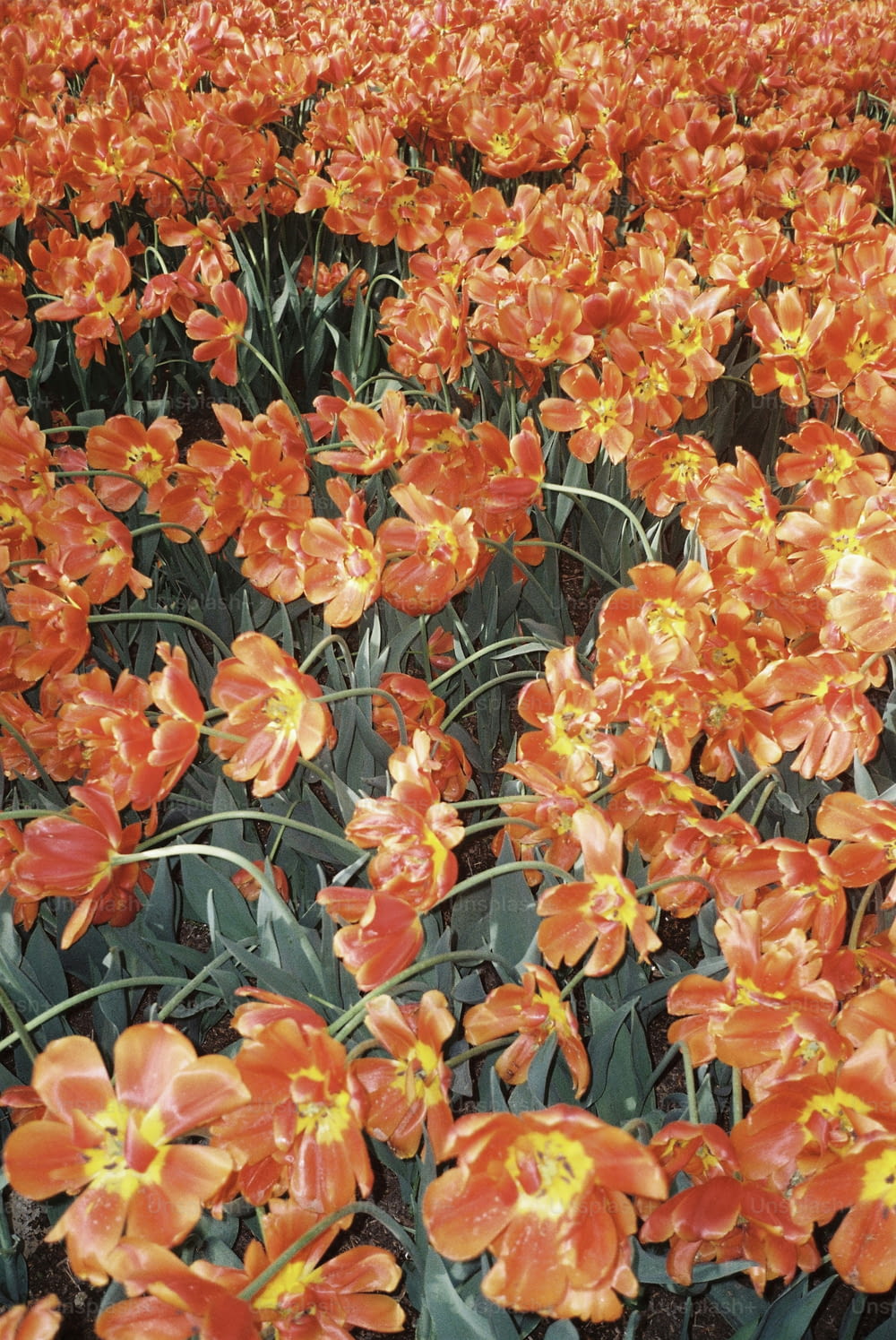 a large field of orange flowers with yellow centers