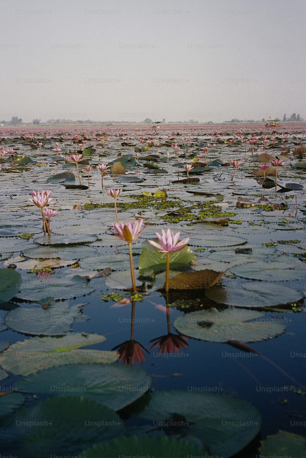 a large body of water filled with lots of water lilies