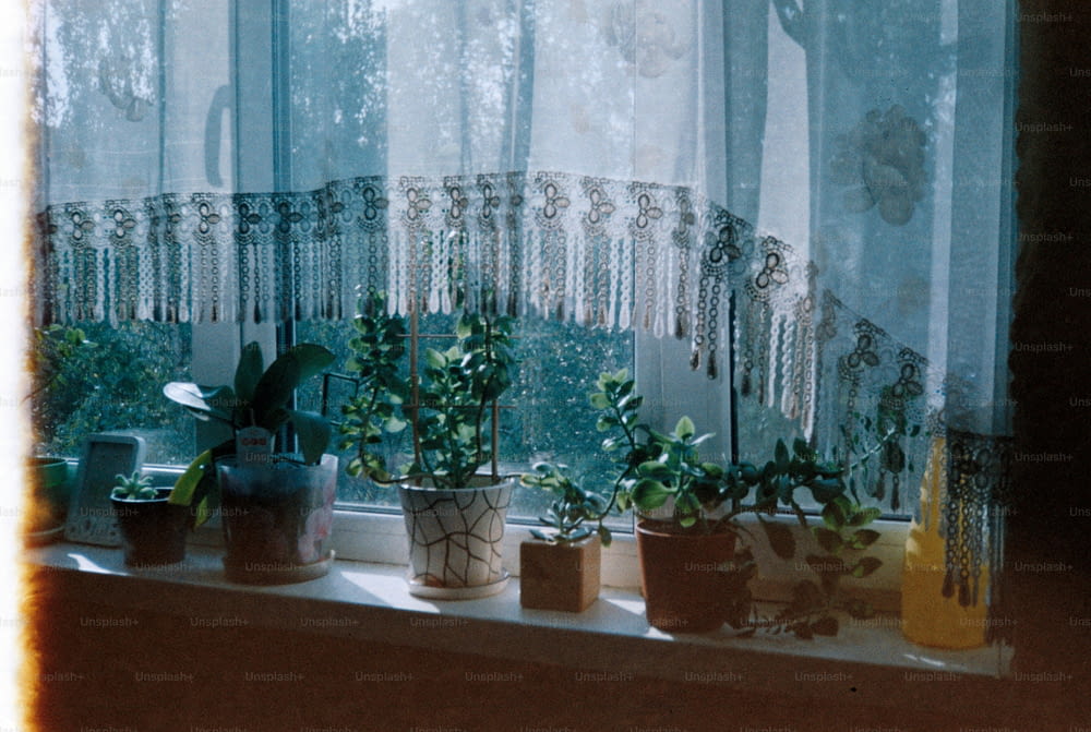 un alféizar lleno de plantas en macetas junto a una ventana