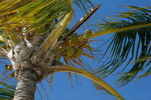 um close up de uma palmeira com um céu azul ao fundo