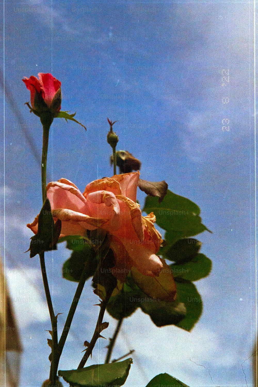 a pink rose with a blue sky in the background