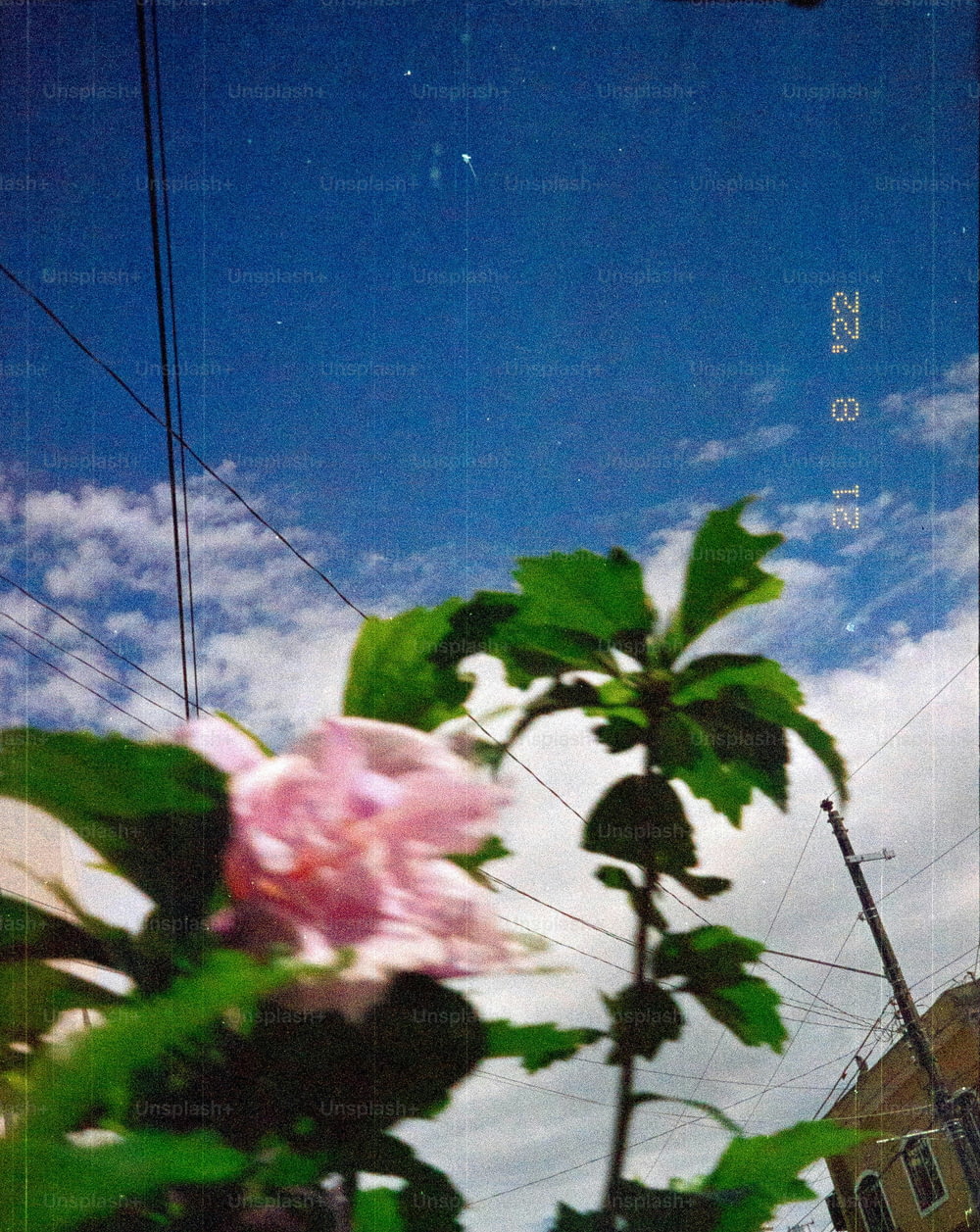 un fiore rosa seduto in cima a una pianta verde lussureggiante
