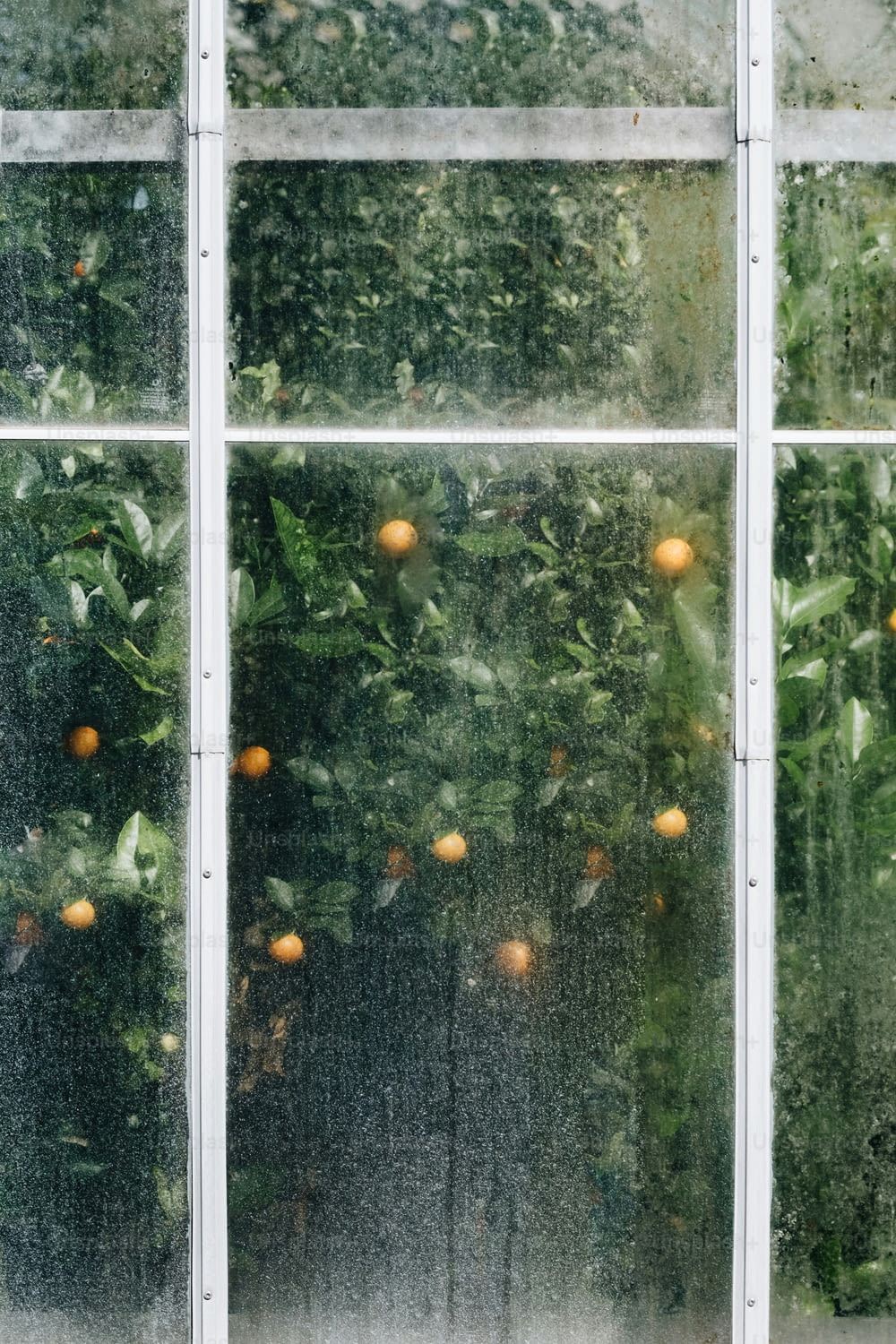 an orange tree is seen through a window