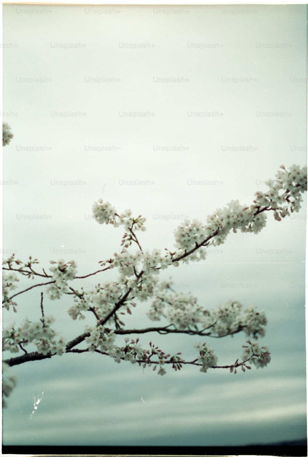 구름 낀 하늘을 배경으로 흰 꽃을 피우는 나뭇가지