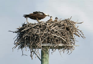 Ein Vogel, der auf einem Nest auf einer Stange sitzt