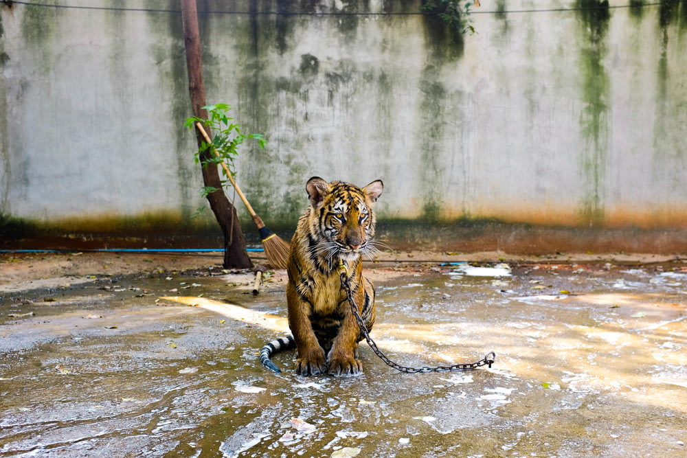 Tigre de Bengala dentro da área com água