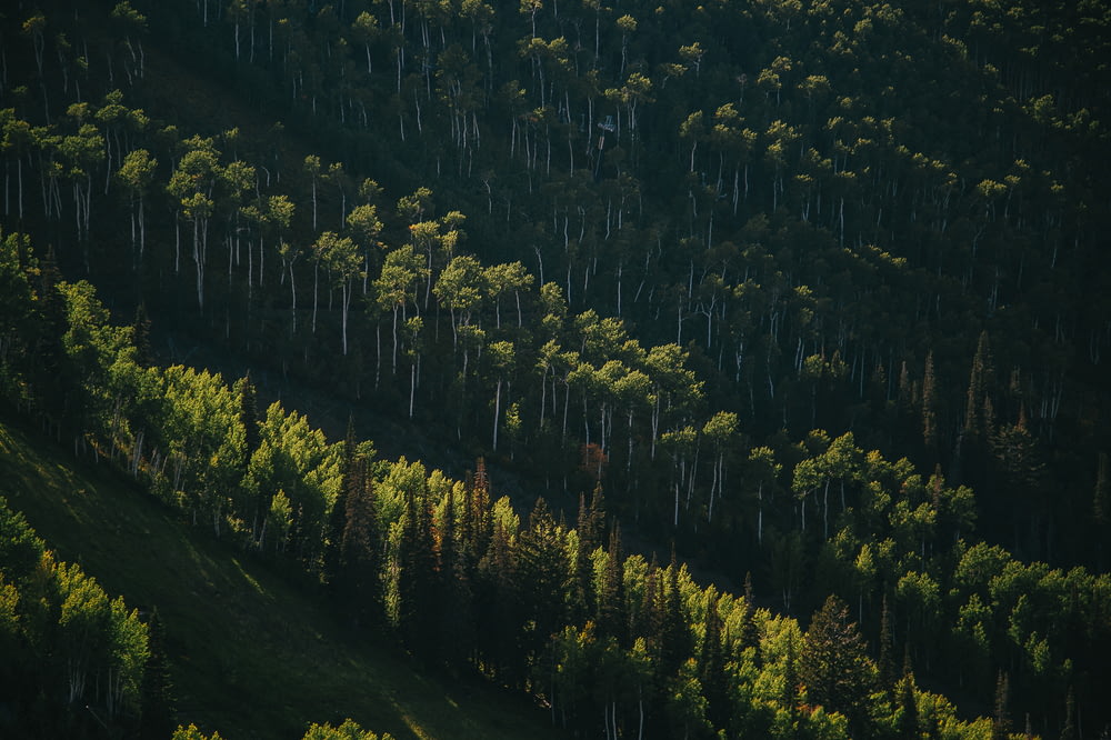 green pine trees in aerial view photography